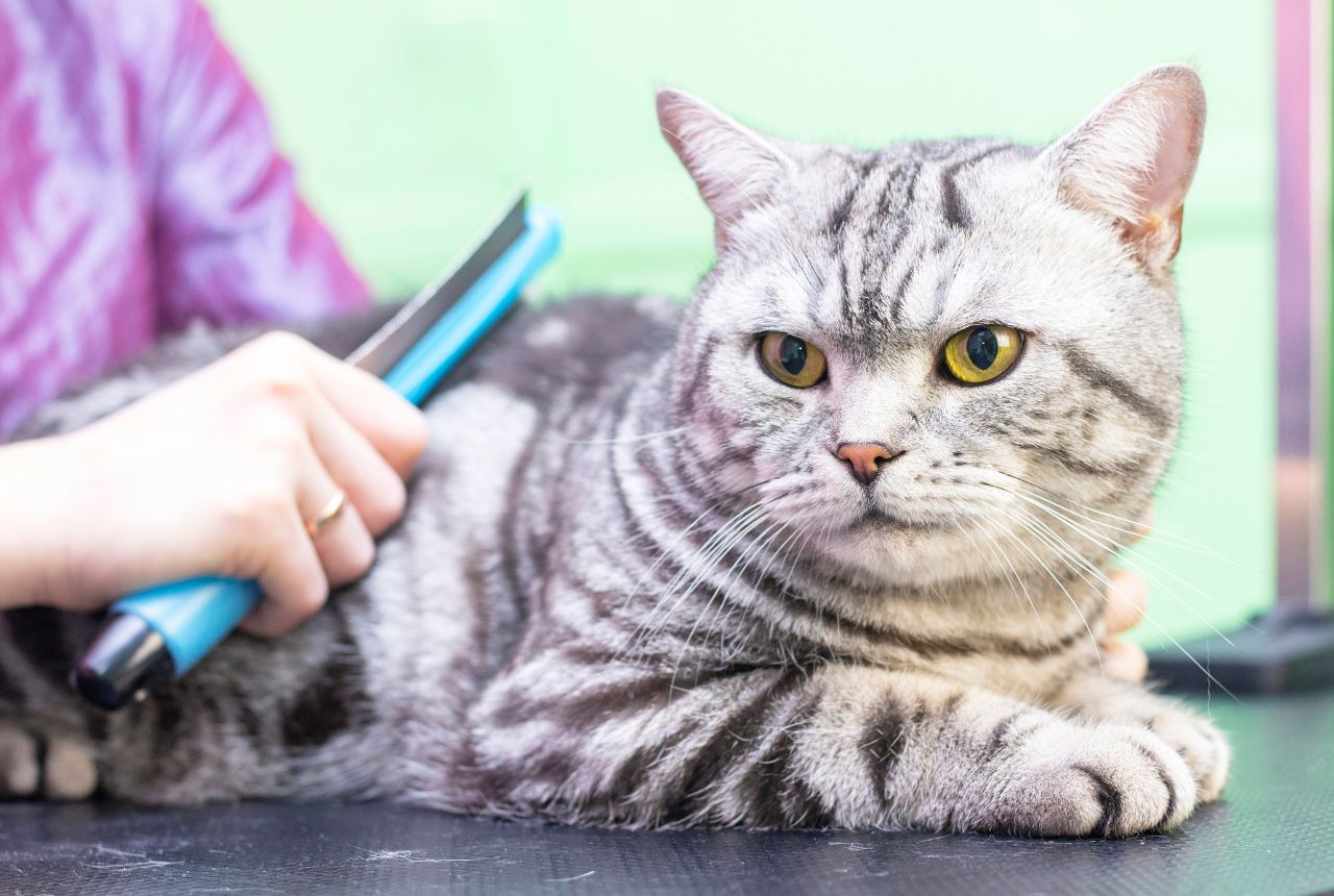 Top 10 Best Rated Local Cat Groomers near you | Airtasker US