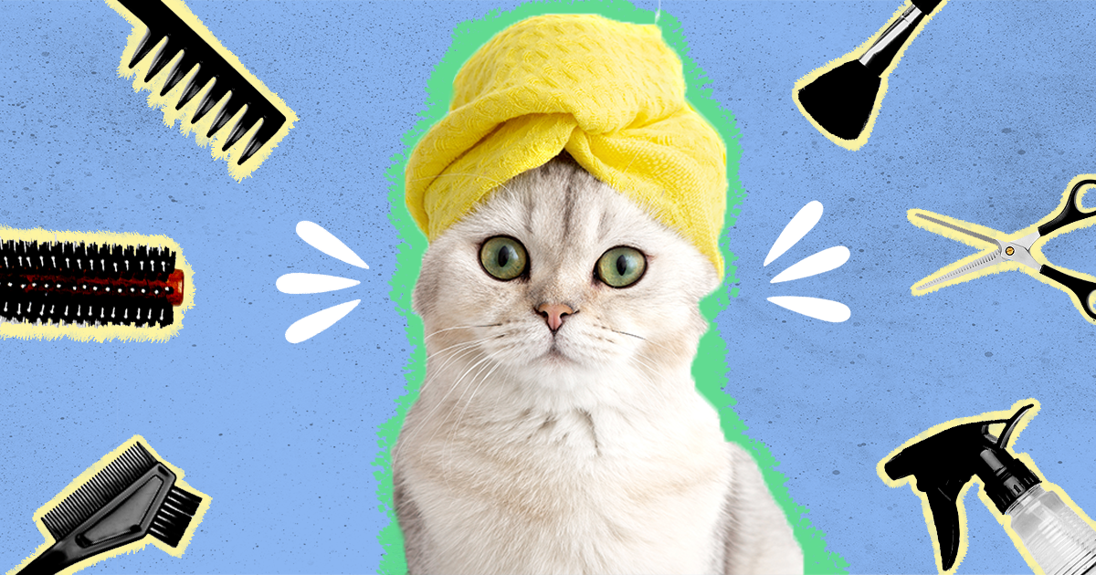 6 common cat grooming mistakes to avoid The Tails Zone